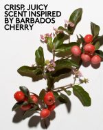Cherry Dub Triple Action AHA Body Scrub - Image 7